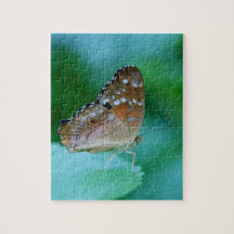 Snygg Danaus Plexippus Butterfly på Löv.