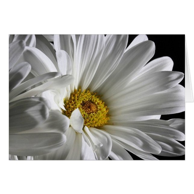 Snygg, detaljerad Daisy Hälsningskort (Framsidan Horizontal)