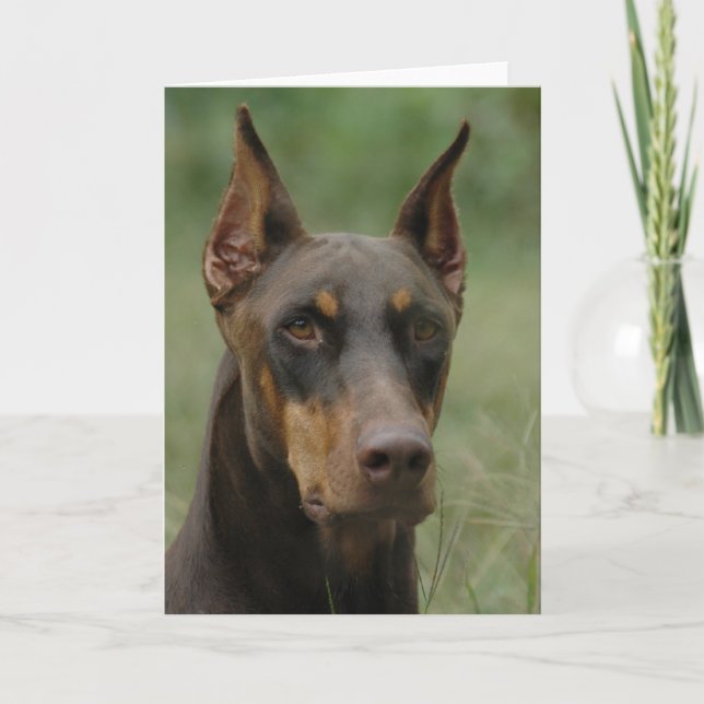 Snygg Doberman Kort (Framsida)