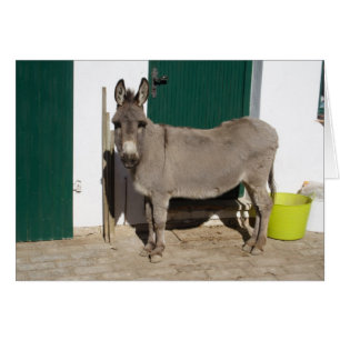 Snygg Donkey Hälsningskort