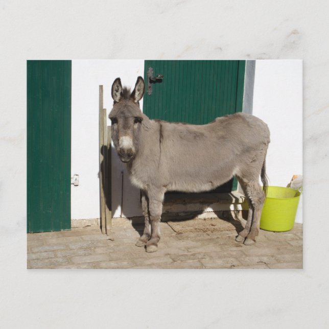 Snygg Donkey Vykort (Framsida)