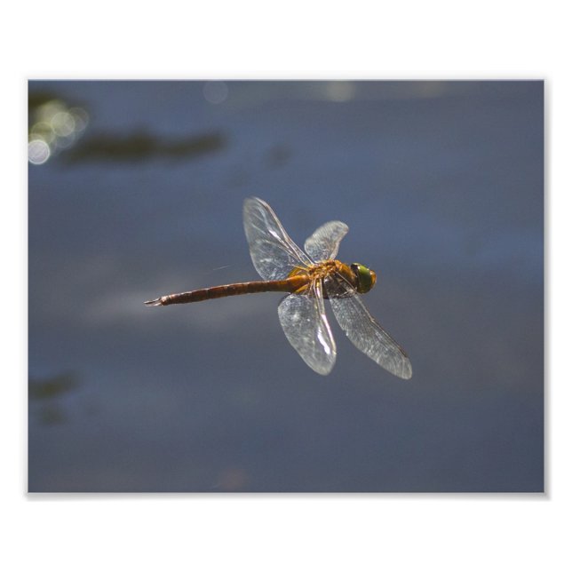 Snygg Dragonfly nära Vatten Fototryck (Framsidan)