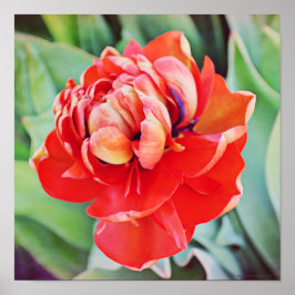 Snygg Dubbla - fotografisk utskrift av Tulip Poster