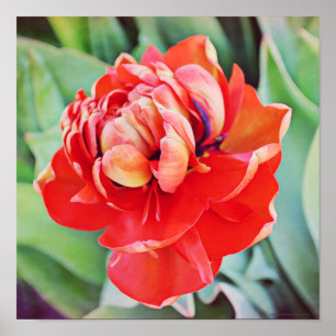 Snygg Dubbla - fotografisk utskrift av Tulip Poster