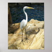 Snygg EGreat Bird Photograph