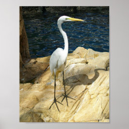 Snygg EGreat Bird Photograph Poster