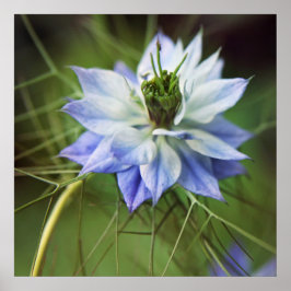 Snygg Elegant Nigella Flower Poster