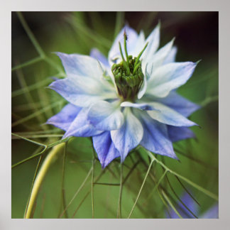 Snygg Elegant Nigella Flower Poster