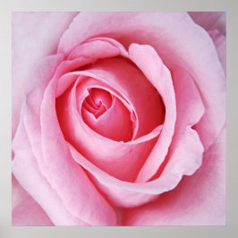 Snygg Elegant Rosa ros Flower Makro Poster
