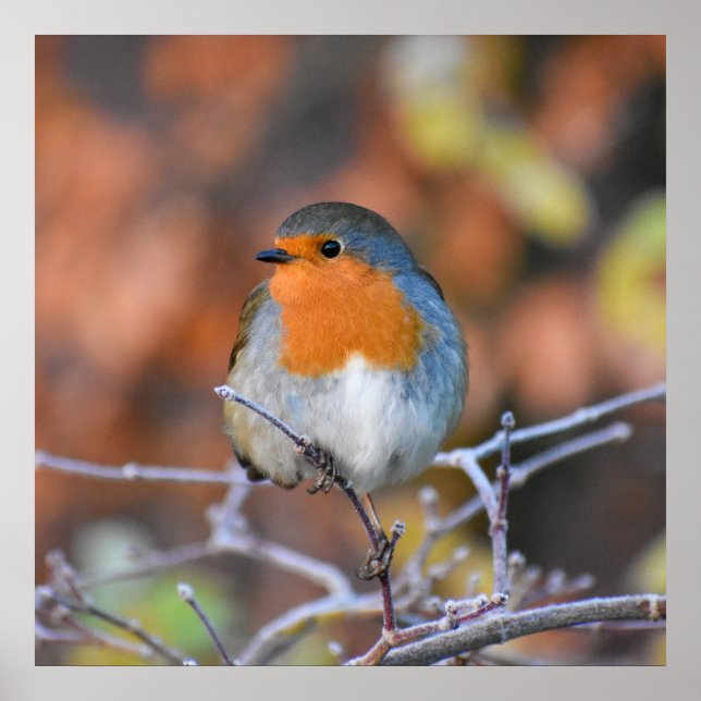 Snygg europeisk Robin Poster (Framsidan)