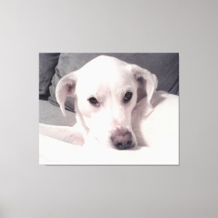 Snygg Exquisite Photo of White Hund Grått Canvas