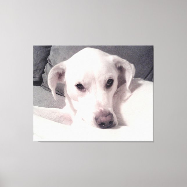 Snygg Exquisite Photo of White Hund Grått Canvas (Framsida)