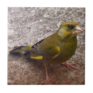 Snygg Finch Kakelplatta