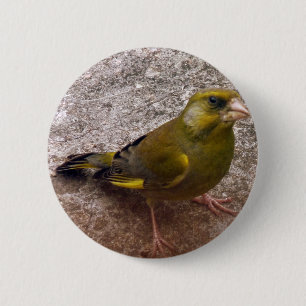Snygg Finch Knapp