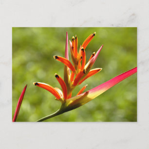 Snygg Flora i Belize Vykort