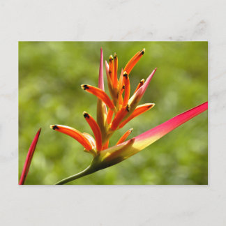 Snygg Flora i Belize Vykort