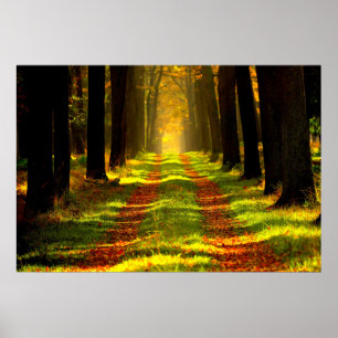 Snygg Forest Väg Road Poster