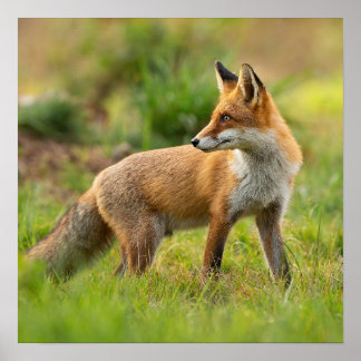 Snygg foto av Red Fox-natur Poster