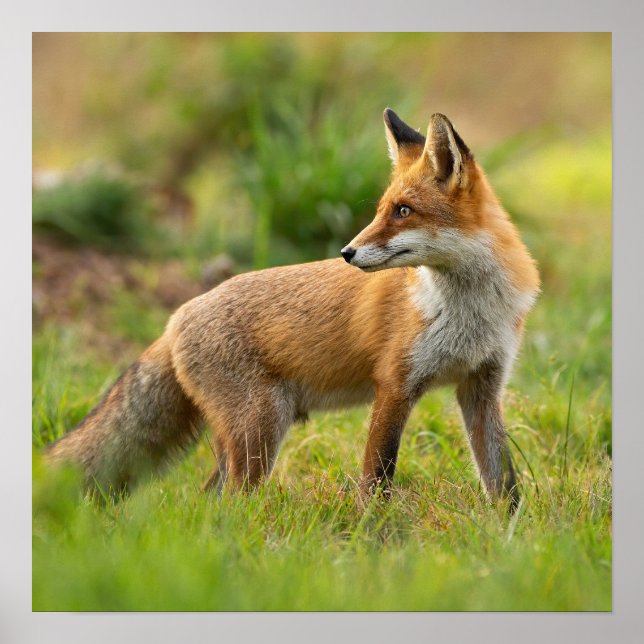 Snygg foto av Red Fox-natur Poster (Framsidan)