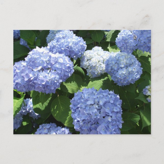 Snygg Garden, Hydrangea Flowers Photo Vykort (Framsida)