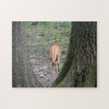 Snygg Gazelle i Forest