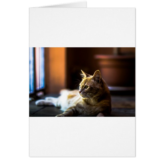 Snygg Golden Kattunge Hälsningskort (Framsidan)