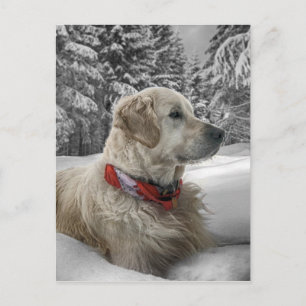 Snygg Golden Retriever i snö Vykort