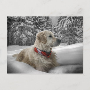 Snygg Golden Retriever i snö Vykort
