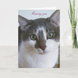 Snygg grå och vit katt kort