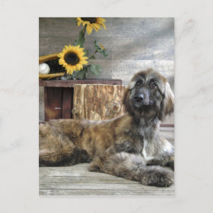 Snygg Grått Afghan Hound Hund Vykort