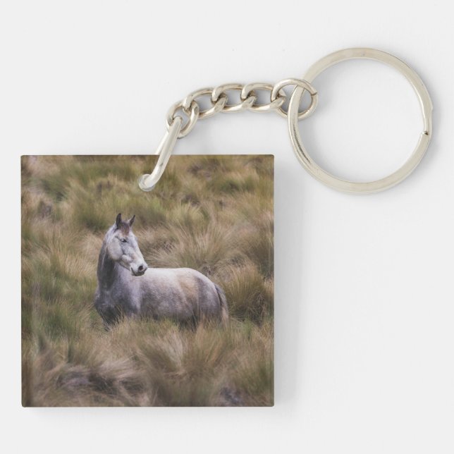 Snygg Grått Färgad Horse (Baksidan)