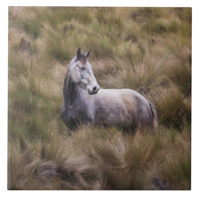 Snygg Grått Färgad Horse Kakelplatta (Framsidan)