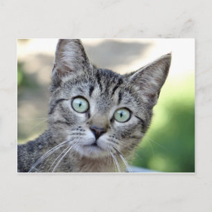 Snygg Grått Kitten med bedövande öga Vykort