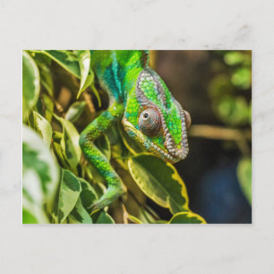 Snygg grönt chameleon vykort