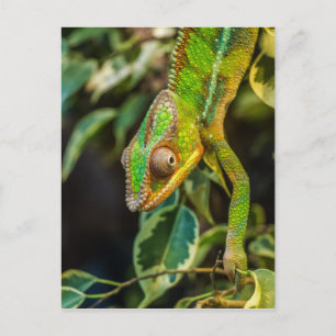 Snygg grönt chameleon vykort
