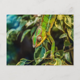 Snygg grönt chameleon vykort