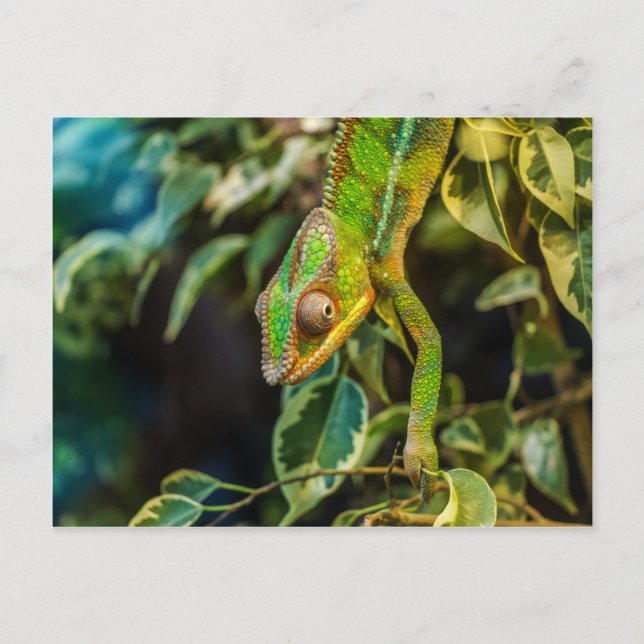 Snygg grönt chameleon vykort (Framsida)
