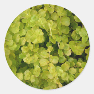 Snygg Grönt Foliage Runt Klistermärke