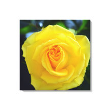 Snygg gul ros blomsterfotografi.
