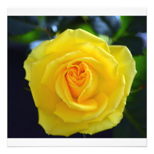 Snygg gul ros blomsterfotografi. fototryck