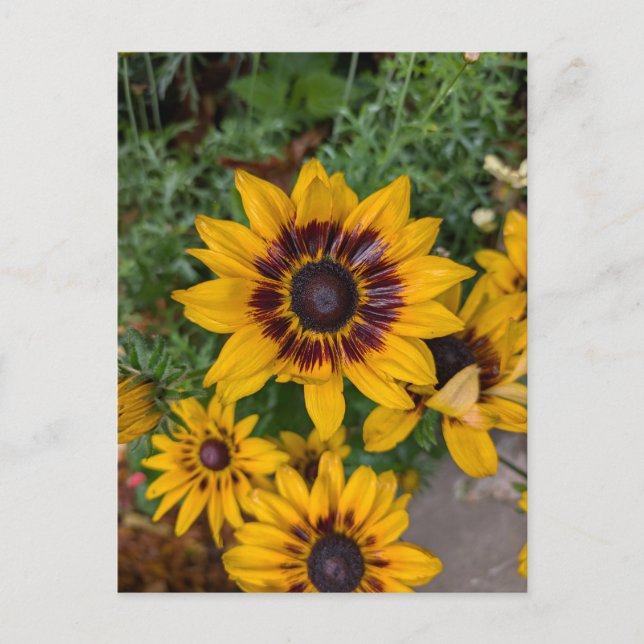 Snygg gula blommor vykort (Framsida)