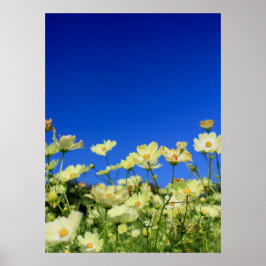 Snygg Gult Cosmos Clear Blå himmel Flower Fält Poster