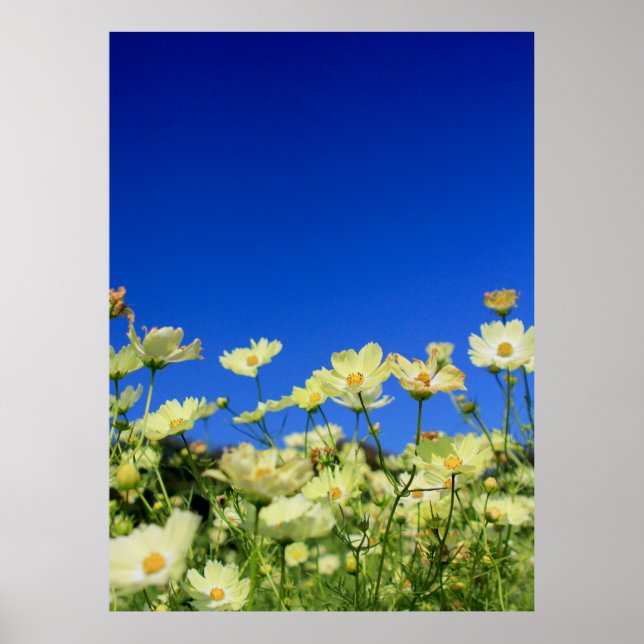 Snygg Gult Cosmos Clear Blå himmel Flower Fält Poster (Framsidan)