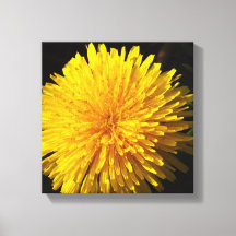 Snygg Gult Dandelion