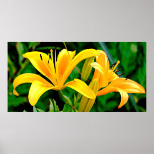 Snygg Gult Lily Poster