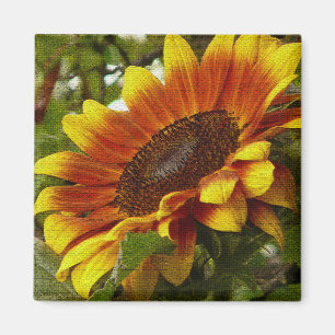 Snygg Gult och Orange Solrossolrosmagnet Magnet