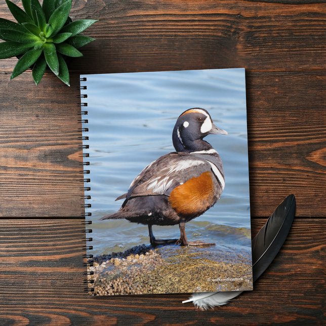 Snygg Harlequin Anka på Sten Anteckningsbok Med Spiral (Beautiful Harlequin Duck at the Beach Journal Cover Photo)