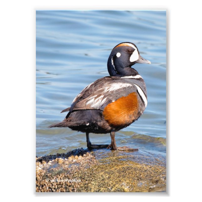 Snygg Harlequin Anka på Sten Fototryck (Framsidan)