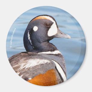 Snygg Harlequin Anka på Sten Magnet