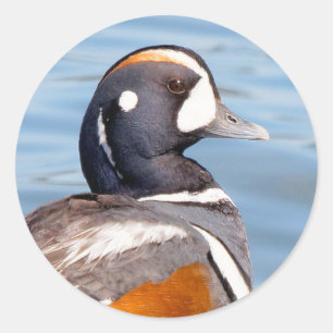Snygg Harlequin Anka på Sten Runt Klistermärke
